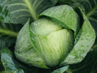 Как защитить свою капусту от вредителей: советы садоводов