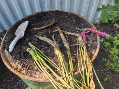 Как справиться с укоренившимся непоседливым овощем: секреты борьбы и выращивания