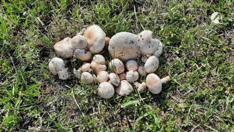 МТС ускоряет интернет в грибных местах Астраханской области