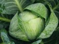 Как защитить свою капусту от вредителей: советы садоводов