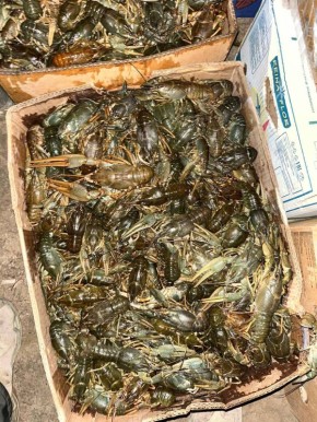 Астраханскими полицейскими задержан местный житель, в гараже которого находились более полторы тонны ракообразных