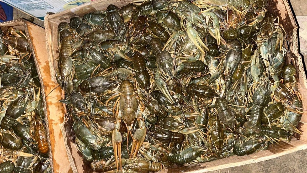 Астраханскими полицейскими проводится проверка по факту реализации 1,7 тонны раков без документов