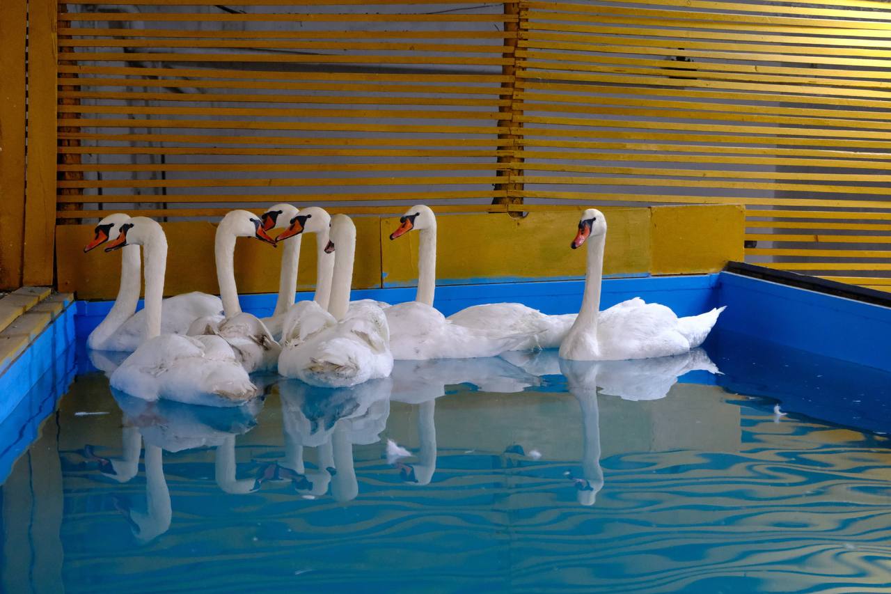 Восемь лебедей с Лебединого озера в центре Астрахани перевезли на зимовку в тепличное хозяйство муниципального предприятия «Зеленый город»