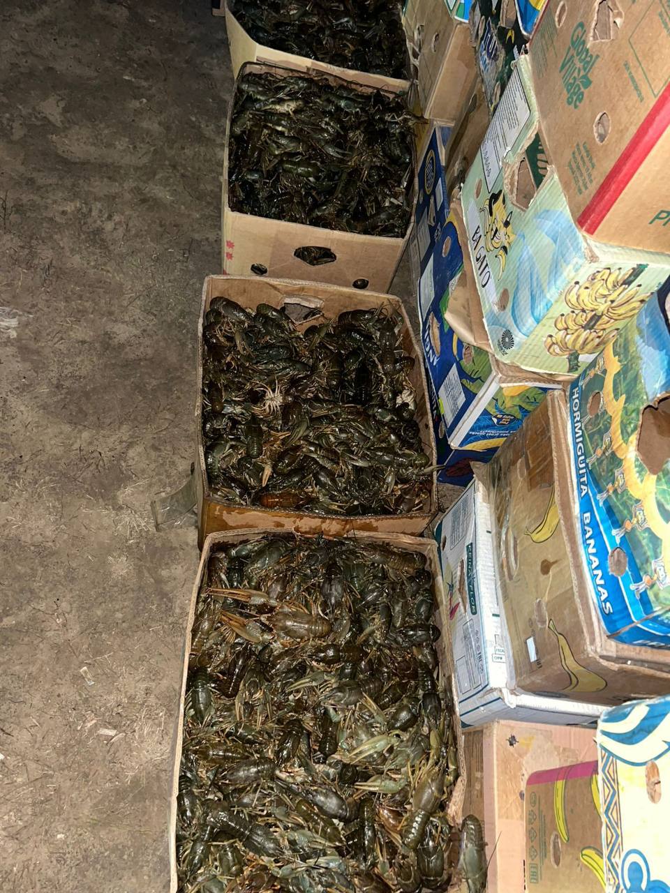 Астраханскими полицейскими задержан местный житель, в гараже которого находились более полторы тонны ракообразных Астраханскими полицейскими задержан местный житель, в гараже которого находились более полторы тонны ракообразных