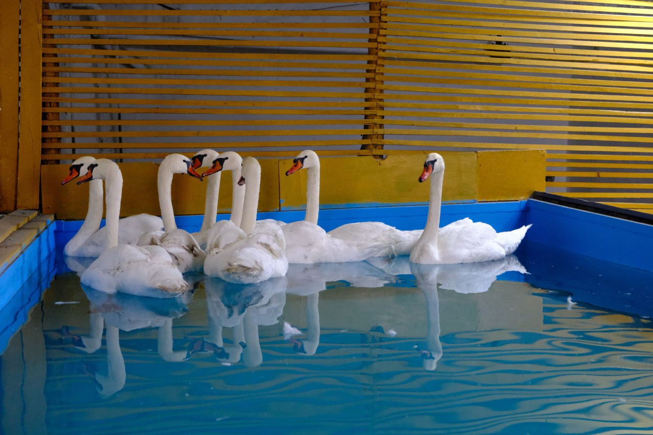 И ещё немного про лебедей. Сегодня на зимовку их перевезли с Лебединого озера в специально оборудованное отапливаемое помещение, расположенное в тепличном хозяйстве «Зелёного города», сообщили в горадминистрации