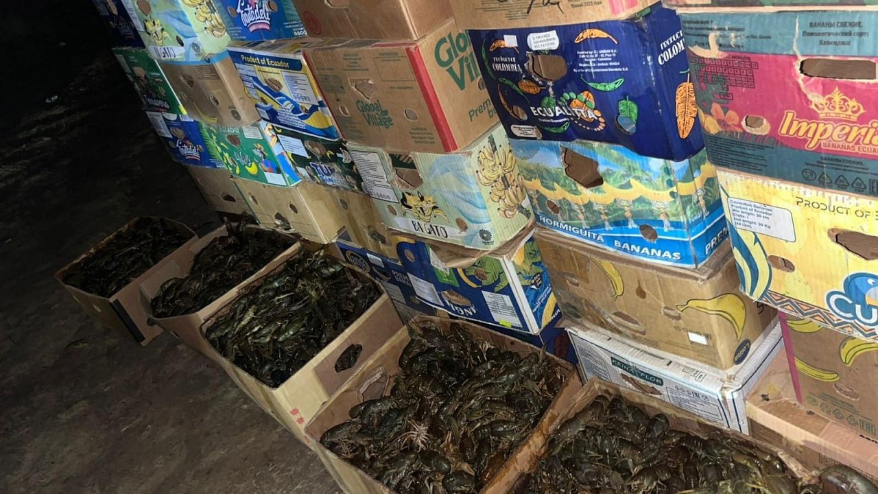 Астраханскими полицейскими проводится проверка по факту реализации 1,7 тонны раков без документов Астраханскими полицейскими проводится проверка по факту реализации 1,7 тонны раков без документов