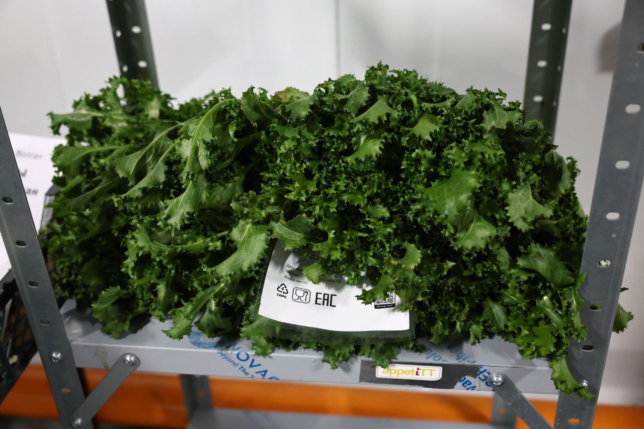 Губернатор Игорь Бабушкин посетил предприятие по выращиванию овощей в Астраханской области Губернатор Игорь Бабушкин посетил предприятие по выращиванию овощей в Астраханской области