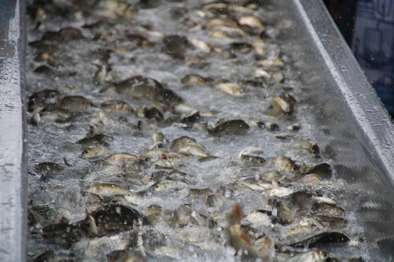 Около 27 тысяч молоди сазана выпустили в реку Кизань Около 27 тысяч молоди сазана выпустили в реку Кизань