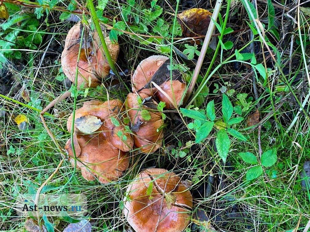 МТС ускорила интернет в грибных местах Астраханской области
