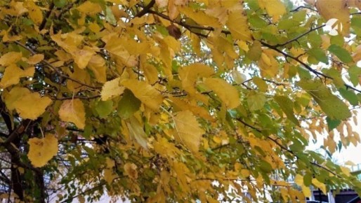 Какая погода ждёт астраханцев в последний день октября