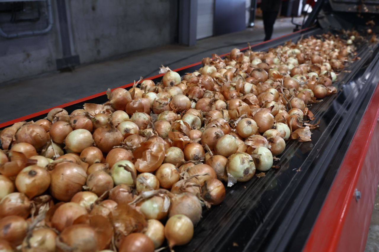 Губернатор Игорь Бабушкин посетил предприятие по выращиванию овощей в Астраханской области Губернатор Игорь Бабушкин посетил предприятие по выращиванию овощей в Астраханской области