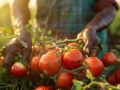 Как секреты дачников помогают вырастить лучшие помидоры на жарком солнце