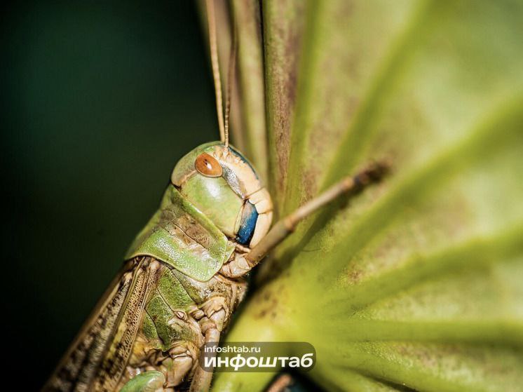 В Астраханской области подсчитали спящую саранчу