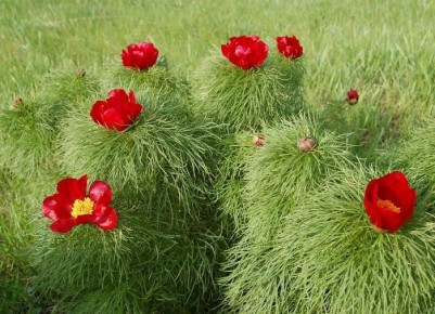 Как сохранить пионы здоровыми: 4 эффективных совета по профилактике болезней