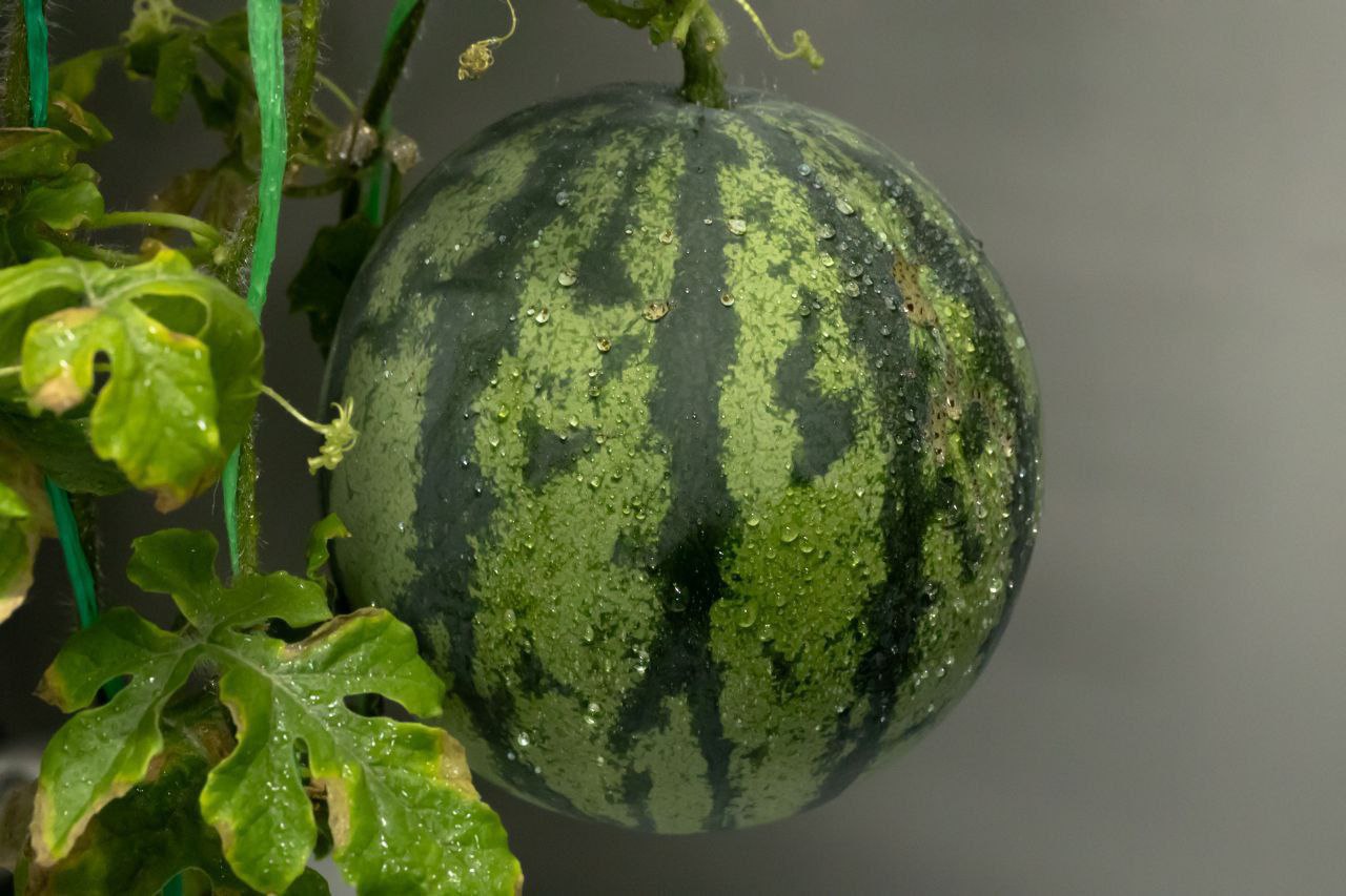 Арбузы выращивают теперь не только в Астраханской области, но и на Антарктиде Арбузы выращивают теперь не только в Астраханской области, но и на Антарктиде