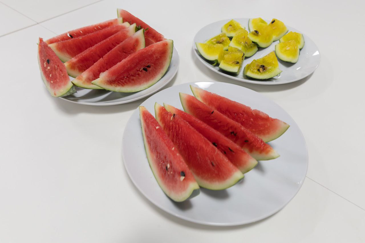 Арбузы выращивают теперь не только в Астраханской области, но и на Антарктиде Арбузы выращивают теперь не только в Астраханской области, но и на Антарктиде