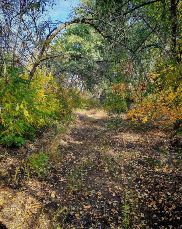 О погоде. Сегодня прогнозируется переменная облачность, без существенных осадков