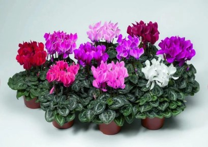 Ядовитые цветы, которые выглядят безопасно: будьте осторожны!