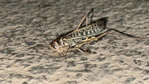 В Астраханской области выявили районы зимовки саранчи