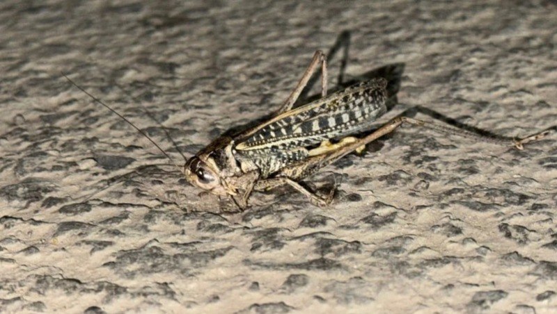 В Астраханской области выявили районы зимовки саранчи