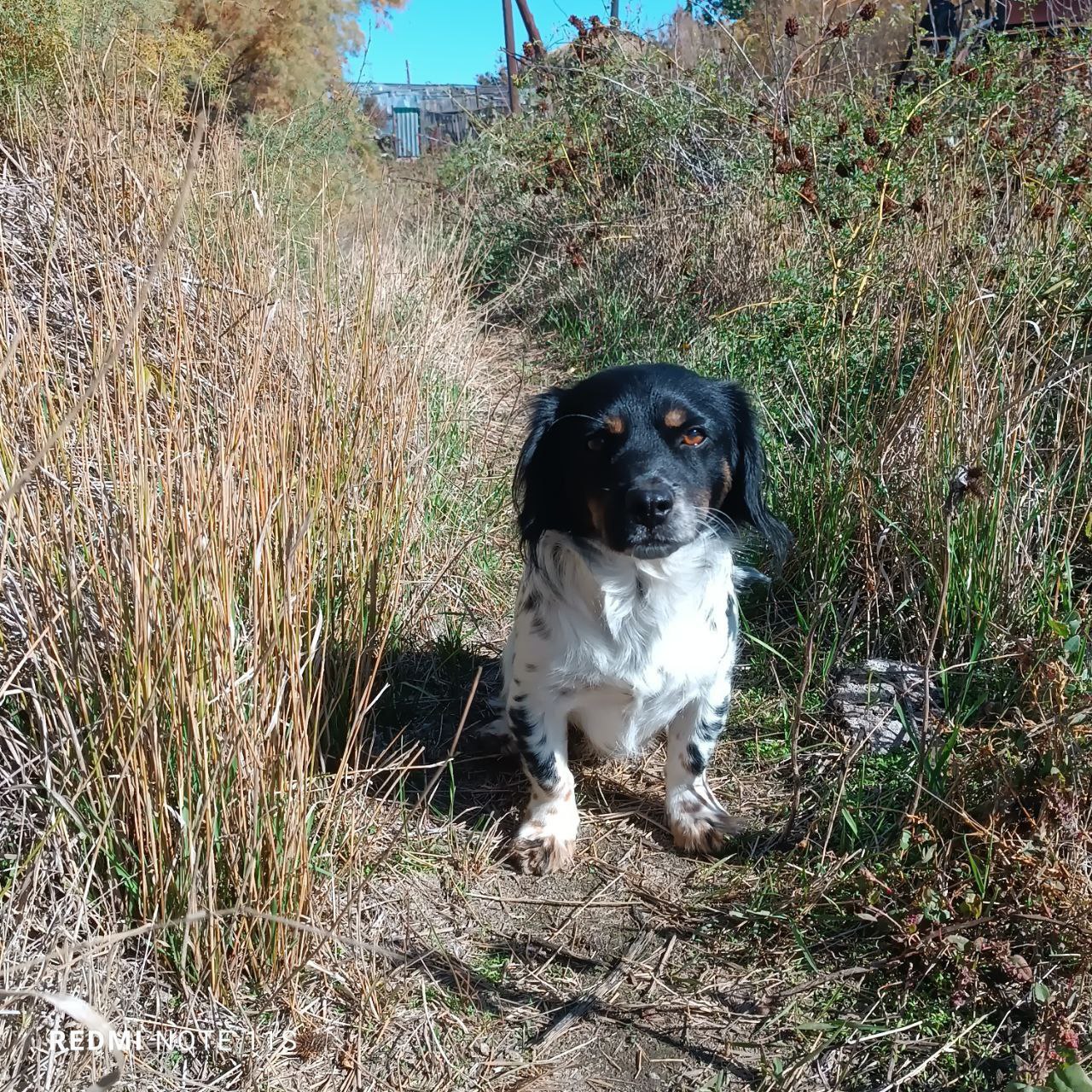 О погоде. Сегодня синоптики прогнозируют переменную облачность, без осадков