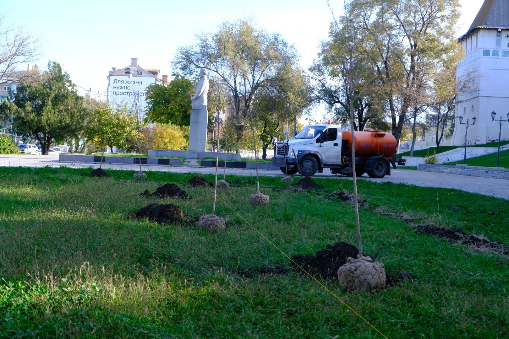В сквере Ульяновых высадили сакуру В сквере Ульяновых высадили сакуру