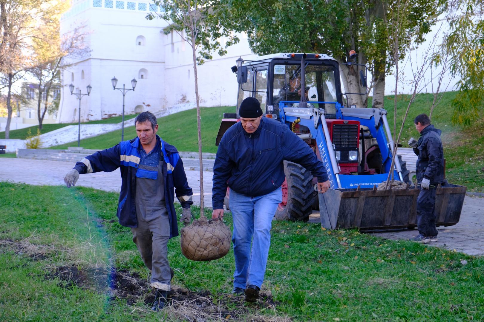 В сквере Ульяновых высадили сакуру В сквере Ульяновых высадили сакуру