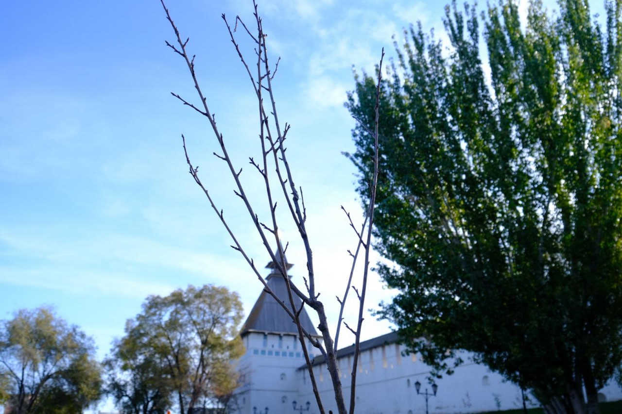 Сакуру высадили в центре Астрахани Сакуру высадили в центре Астрахани