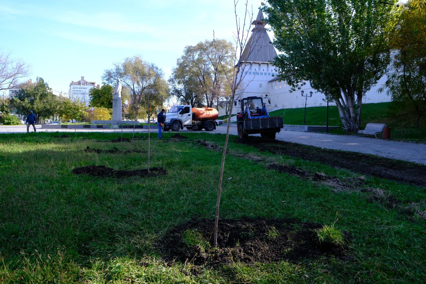 В сквере Ульяновых высадили сакуру В сквере Ульяновых высадили сакуру