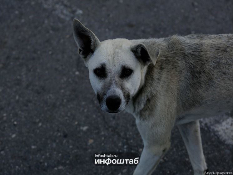 В Астраханской области введены штрафы за препятствование отлову собак