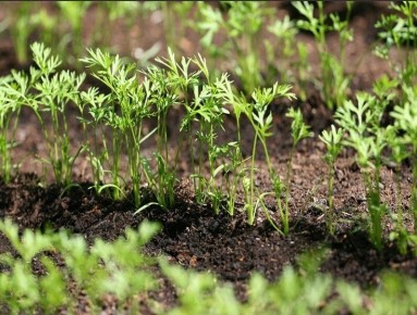 Как получить щедрый урожай свеклы и моркови: три простых правила