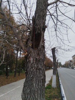 50 краснолиственных клёнов высадят на площади Ленина