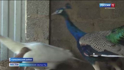 Семья Епифановых из Камызяка много лет занимается разведением редких пород пернатых