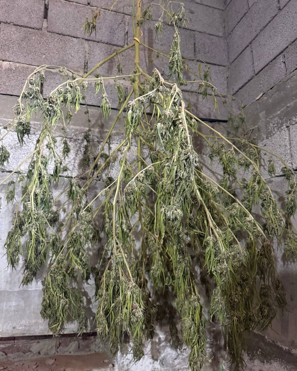 В Наримановском районе наркополицейские задержали подозреваемого в незаконном хранении и сбыте наркотического вещества растительного происхождения В Наримановском районе наркополицейские задержали подозреваемого в незаконном хранении и сбыте наркотического вещества растительного происхождения