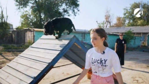 В России появится ГОСТ на площадки для выгула собак