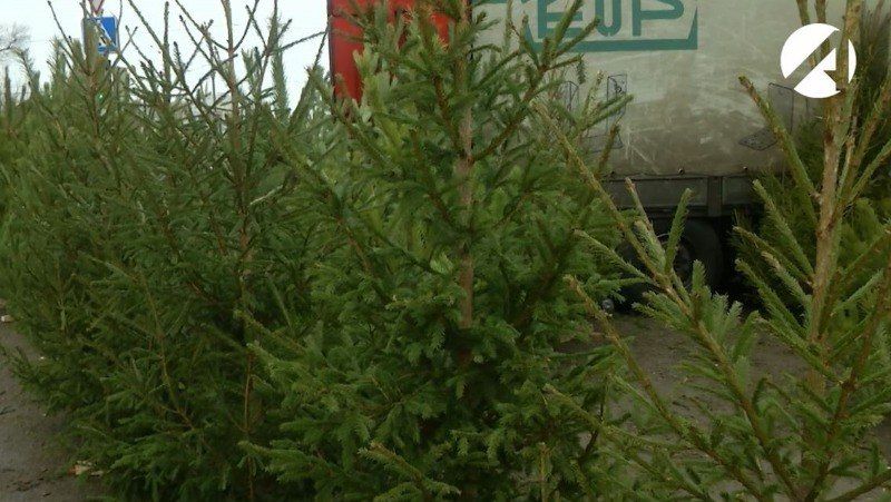 Новогодние ёлки в Астрахани начнут продавать с 10 декабря
