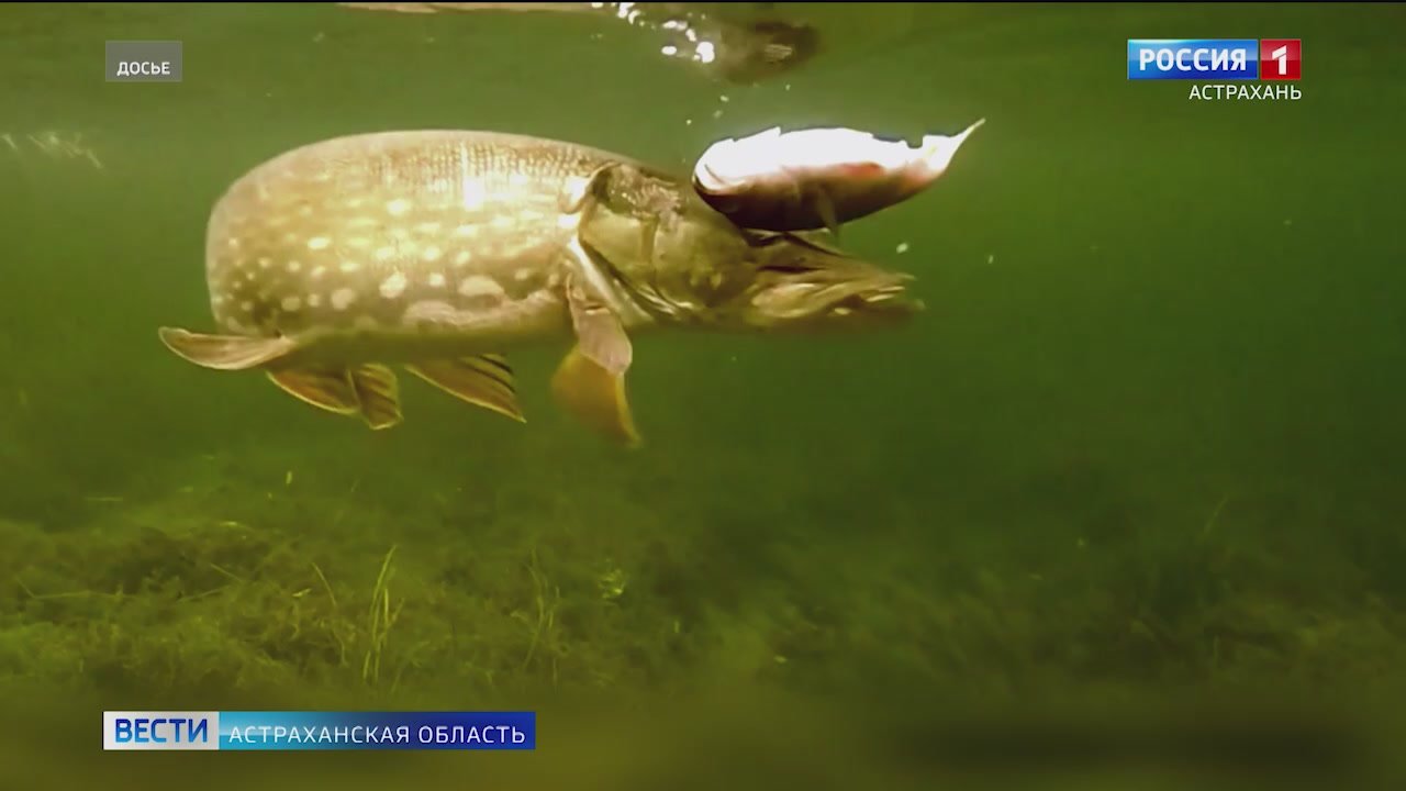 12 тыс. тонн рыбы - такое количество, по последним данным, выловили астраханские промысловики в ходе осенней путины