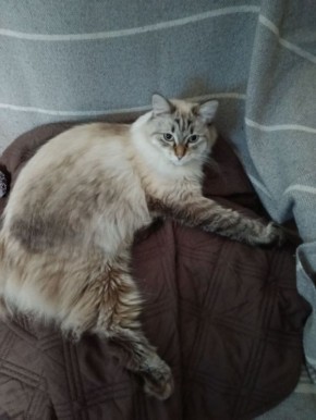 О погоде. Сегодня ожидается переменная облачность, без существенных осадков