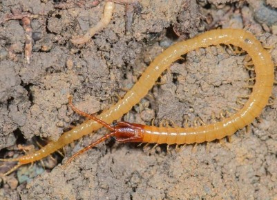 Как защитить посевы от проволочника