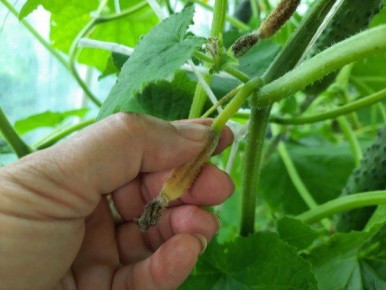 Причины усыхания завязей у огурцов