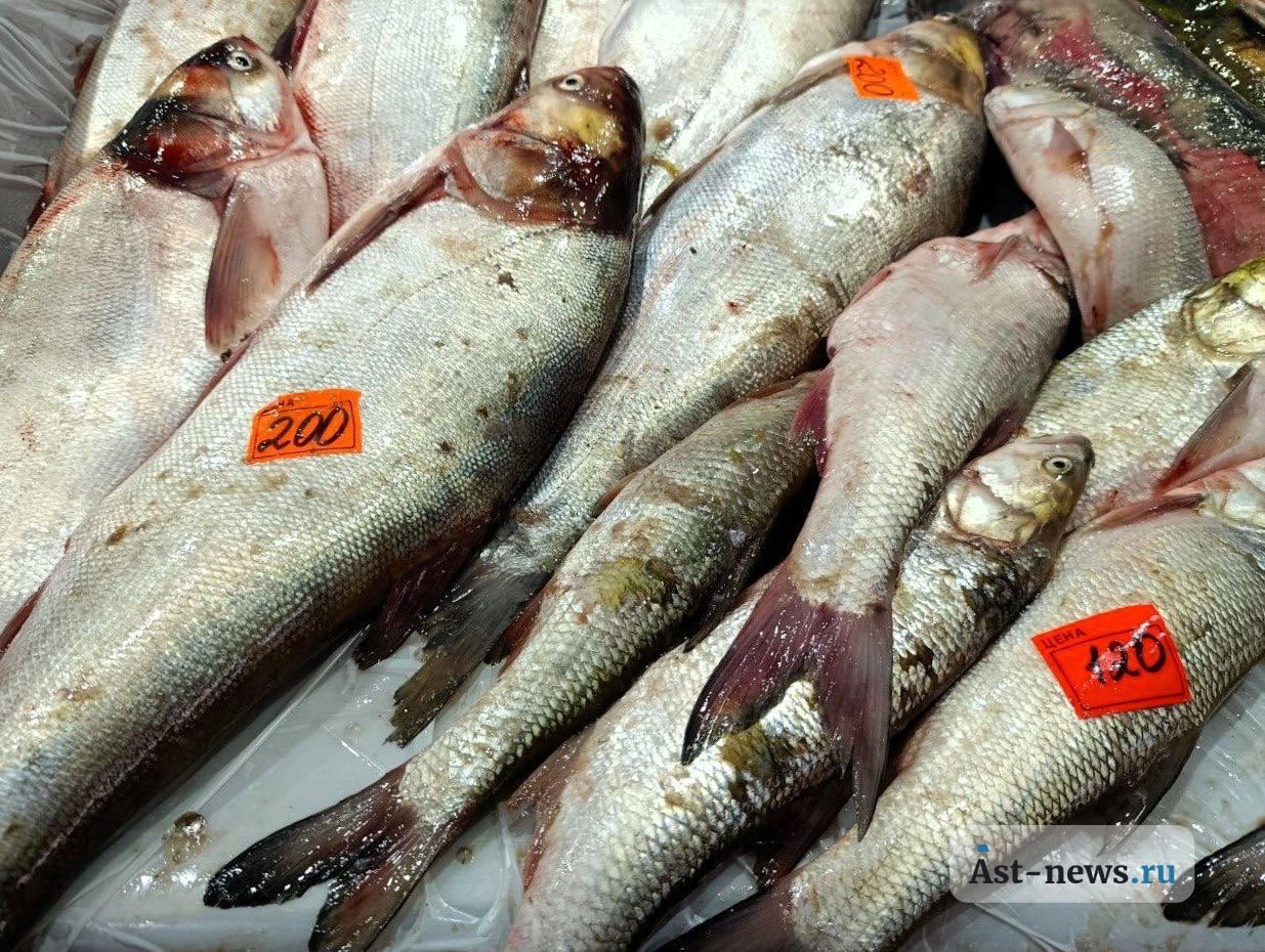 Астраханские базары изобилуют свежей рыбой Астраханские базары изобилуют свежей рыбой