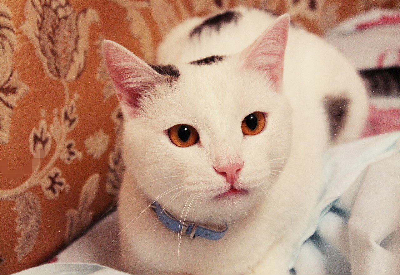 О погоде. Сегодня ожидается переменная облачность, без существенных осадков