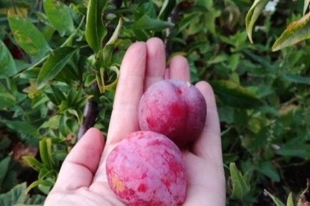 Слива Антонина: секреты выращивания и сочность плодов, которые вдохновляют на кулинарные эксперименты