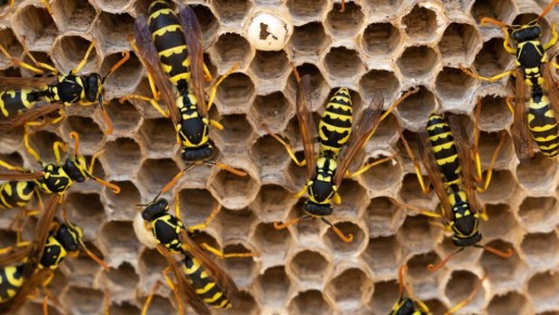 Осы не вернутся на ваш участок: вот как легко избавиться от нежелательных жильцов