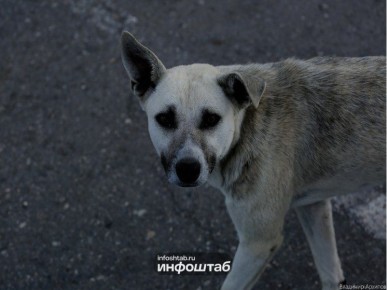 Астраханские зоозащитники снова проиграли суд по бродячим собакам