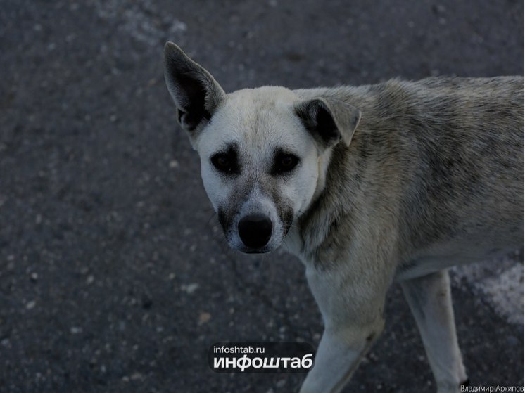 Астраханские зоозащитники снова проиграли суд по бродячим собакам