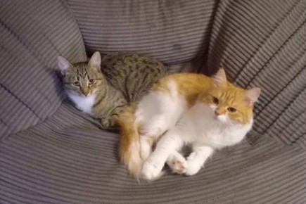 Кошкина бюрократия. Льготная стерилизация в Астрахани стала дороже платной