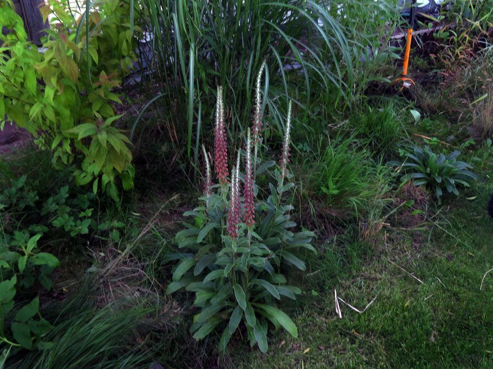 Неутомимые наперстянки: цветение несмотря ни на что