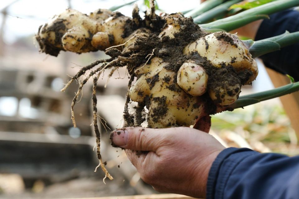 1 Первый имбирь собрали в Астраханской области