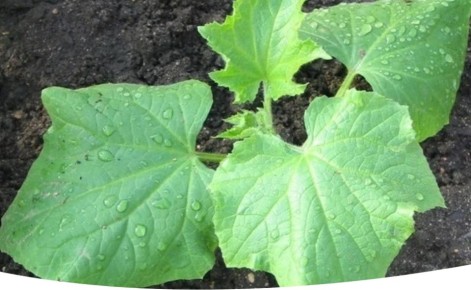 Как вырастить крепкие огурцы: секреты идеальной рассады